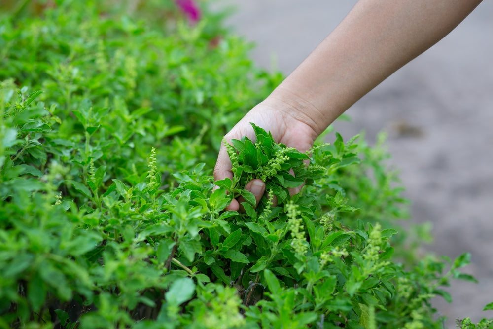 How to Grow Healthy Tulsi at Home - Complete Guide 2026