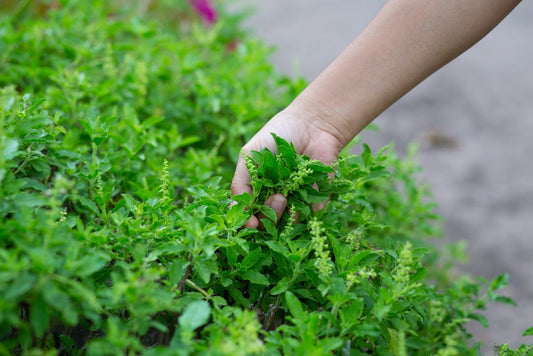 How to Grow Healthy Tulsi at Home - Complete Guide 2026