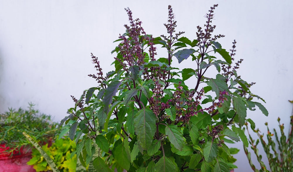 What is the Best Fertilizer for Tulsi Plants?