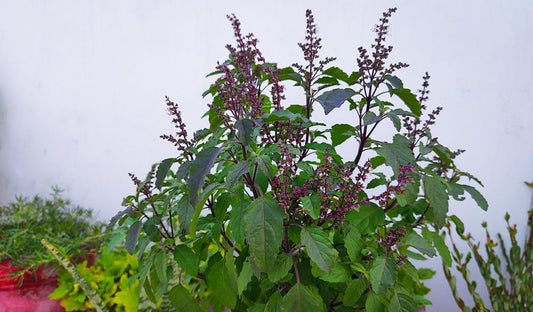 What is the Best Fertilizer for Tulsi Plants?