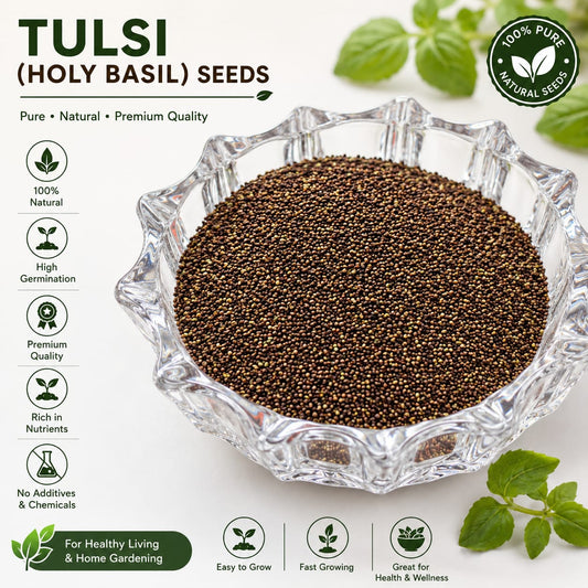 Tulsi Seeds